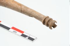 Foto von Beinnadelspitzenschoner (NHMW-PRAE-025364)